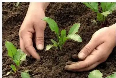 ORGANIC FERTILIZER
