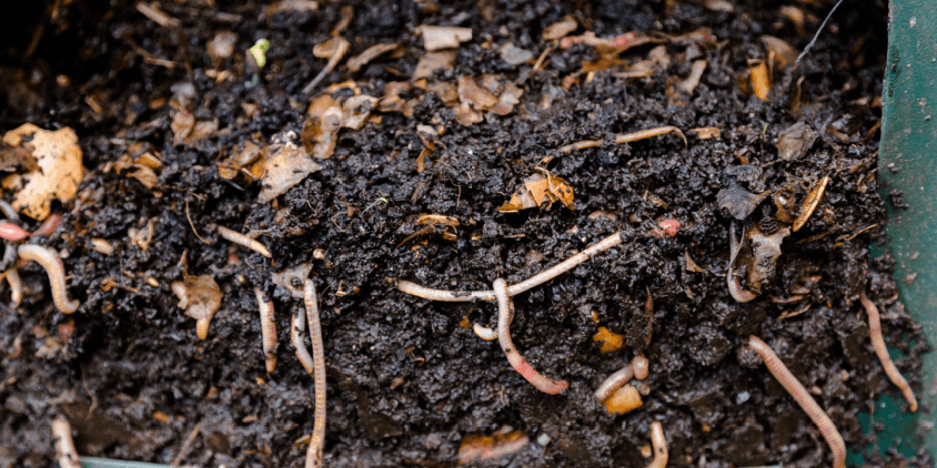 organic fertilizer